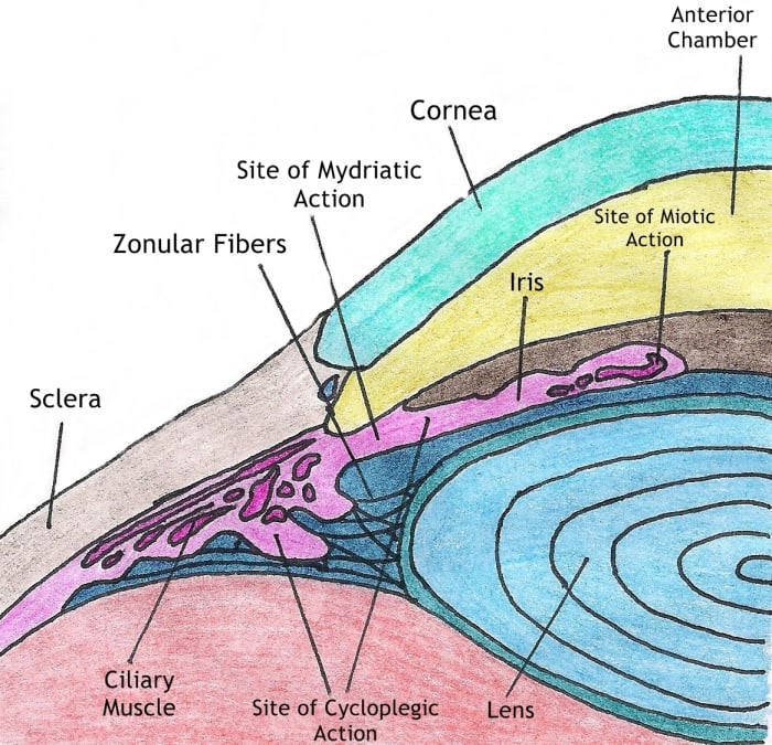 This drawing shows the anatomy of the iris as well as the structures involved in accommodation and dilation.