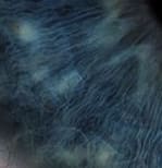 Close up of the iris fibers