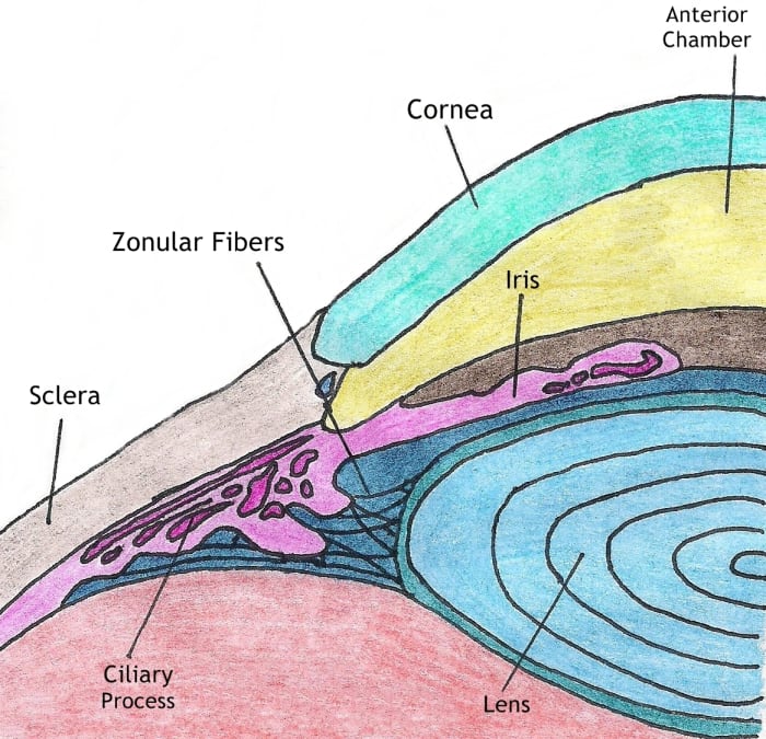 A diagram showing the location of the iris, lens and anterior chamber.