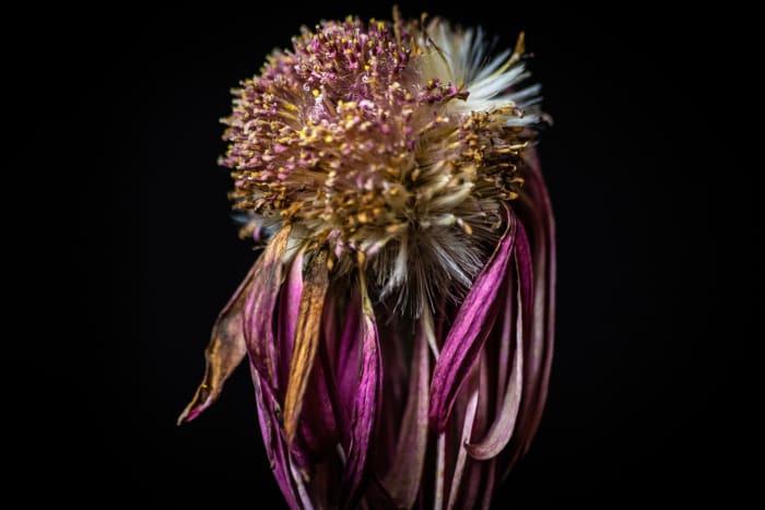 If it's so easy to recognize the signs of a dying flower, why is it so hard for healthcare providers to discuss dying in their patients?
