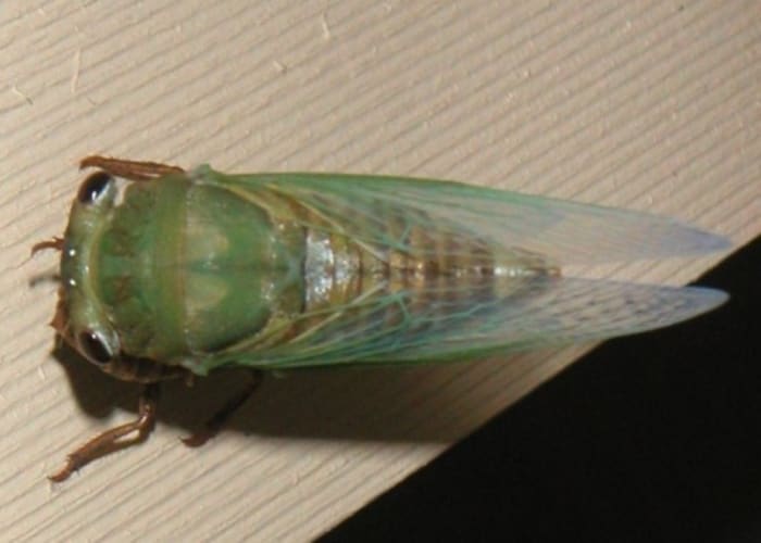 This nymph rests upside down on the trim board of the back porch while it gathers its bearings.