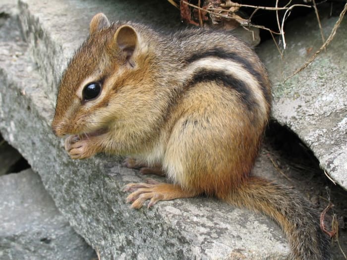 Chipmunks might be adorable, but when it comes to chomping on the wiring in you car, they're not so cute!