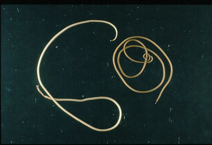 Paragordius tricuspidatus is a type of horsehair worm.