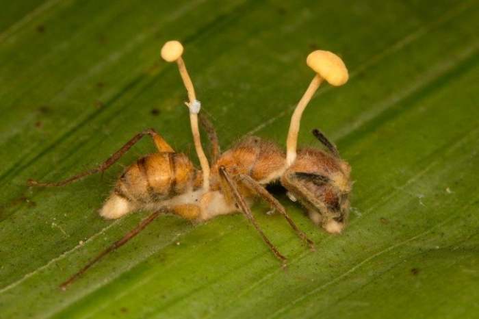 This ant has been infected with the Ophiocordyceps unilateralis sensu lato fungus which has taken over its entire body, leading to ultimate death.