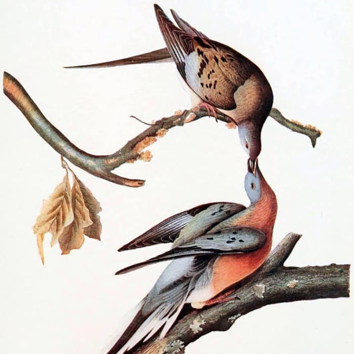 “The birds poured in in countless multitudes. The air was literally filled with pigeons; the light of noonday was obscured as by an eclipse; the dung fell in spots, not unlike melting flakes of snow..."- John J. Audubon