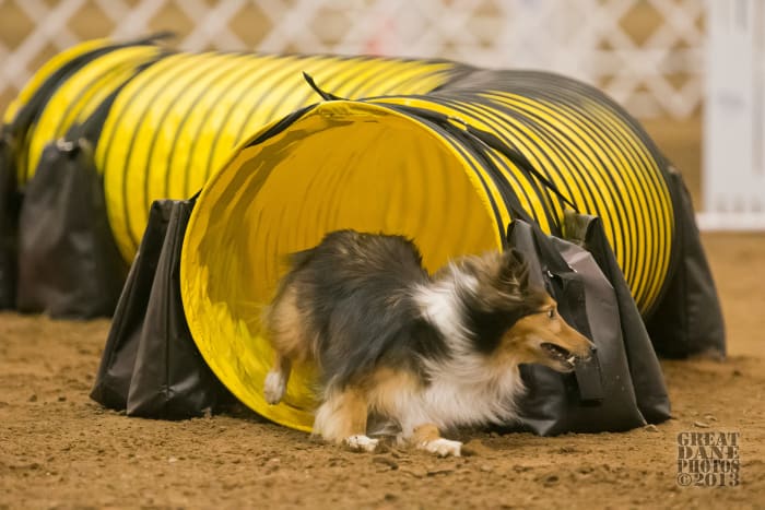 In the U.S., trained dogs regularly compete in a wide variety of exciting events.