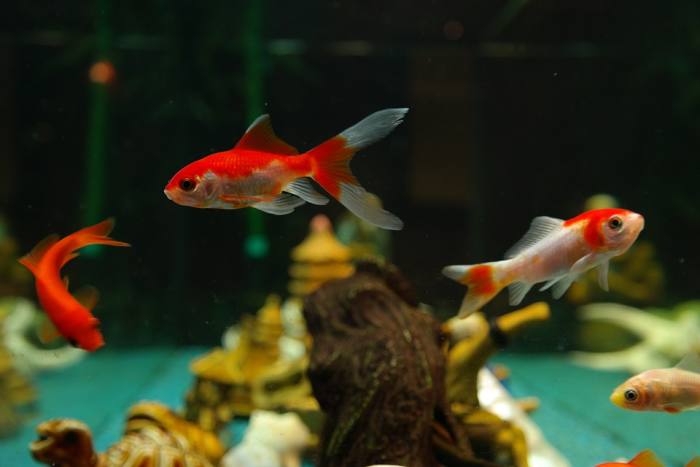 There are advantages to both aquariums with substrate and bare-bottom tanks. Learn more about why you might decide to forego the substrate.