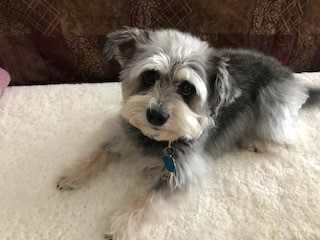 July 13, 2018, Dottie disappeared from her yard, she had never left her yard on her own before.. If you should see Dottie please call her mom.