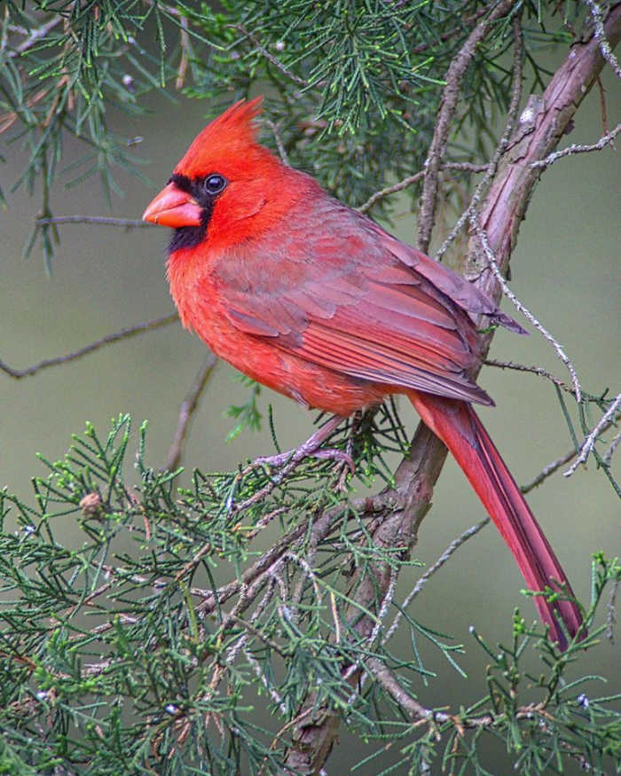 The northern cardinal is always a welcome sight to see in the winter, when their red feathers are easy to see in a snow-covered tree. Don't forget that humans are not the only ones who need shelter in the winter.