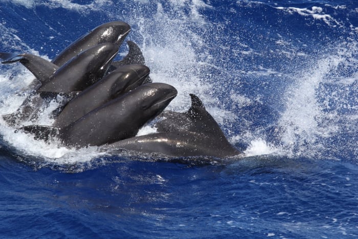 Melon-headed whales in Hawaii