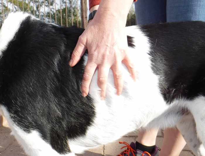 Feeling for fat along the ribcage. Each of the ribs can be easily felt but are not visible. He is at his ideal weight.