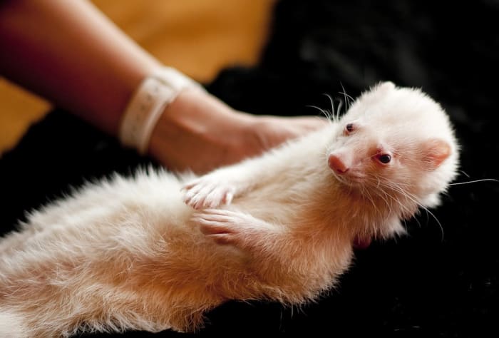 Ferrets are exotic pets. For this reason, one must think hard about the facts, the animal's needs and the law.