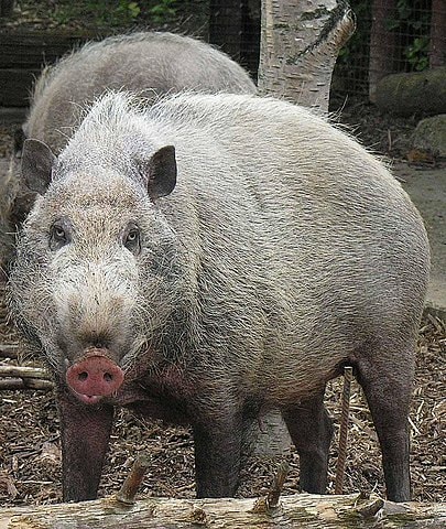 The Bornean Bearded Pig can be as playful as it is dangerous, so take care.