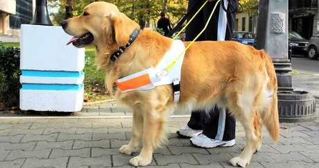 Trained Service Dog