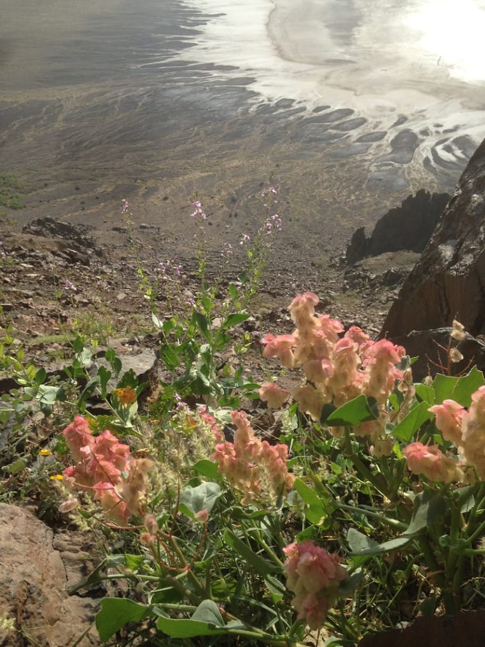 A beautifull natural garden at the Al-Wahba crater with the salt residue at the background. Gardens such as this is not uncommon in the Arabian desert during spring.