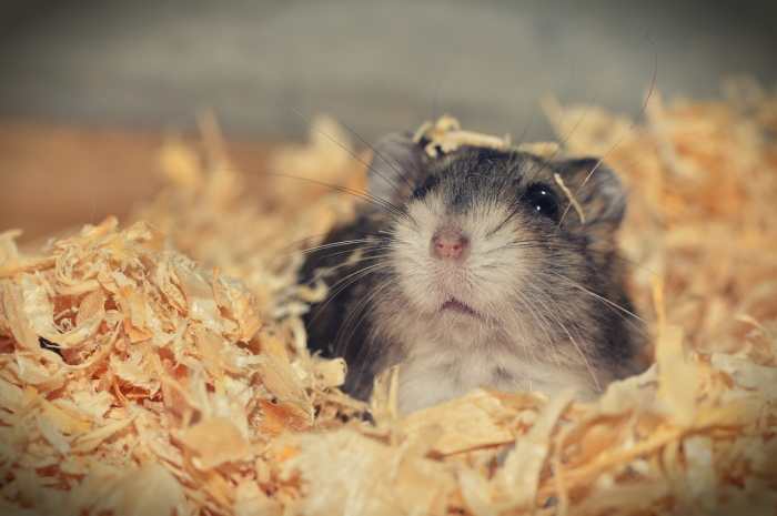 Though they're small and don't need much attention, there are many important things to know about keeping a hamster.
