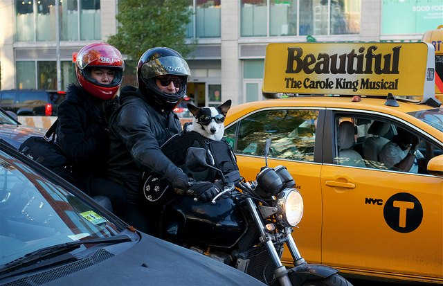 Motorcycle rides do not have to be long. Your dog will probably enjoy going out with you at anytime.