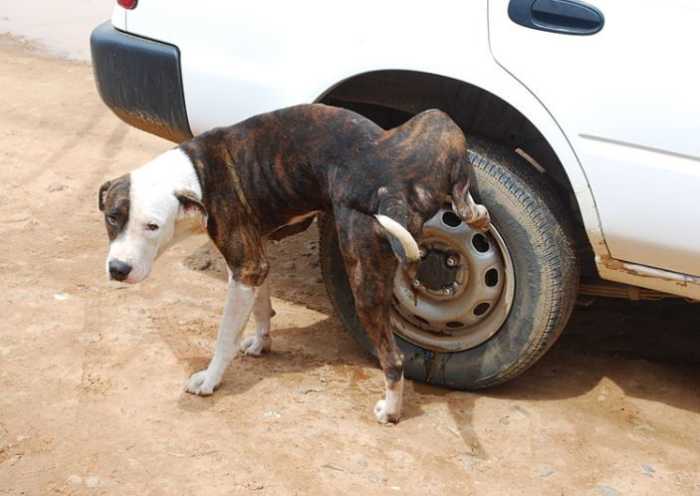Dog pissing on cars wheel