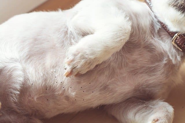 O que provoca os pontos negros na barriga de um cão?'s belly?