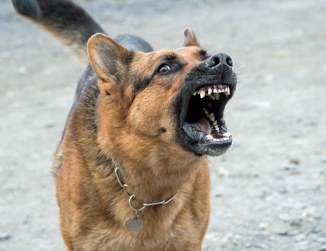 What Dog Breeds Bark the Loudest?
