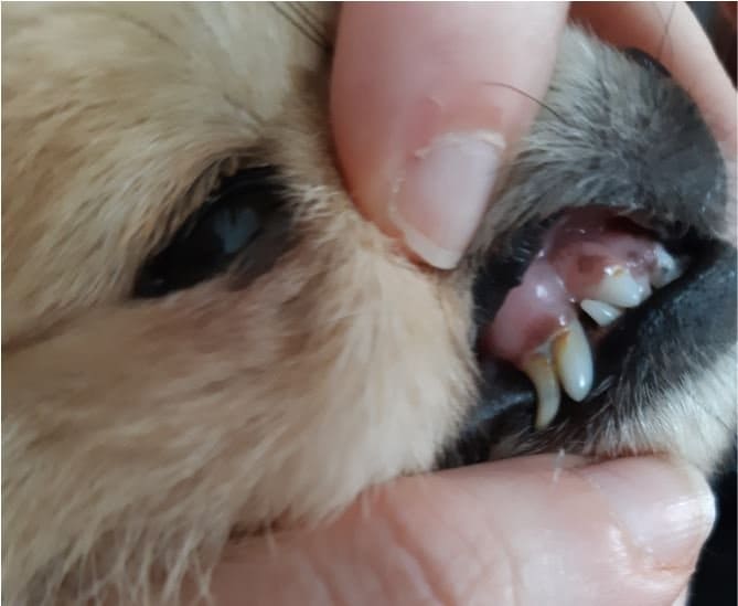 Retained baby teeth in a dog. Notice the beginning of accumulation of tartar at the top.