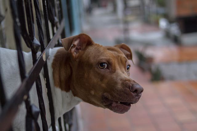 ways-to-calm-dogs-during-fireworks