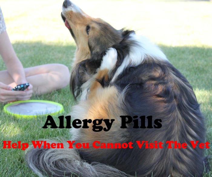 Allergy pills can help your dog when you are not able to visit the veterinarian.