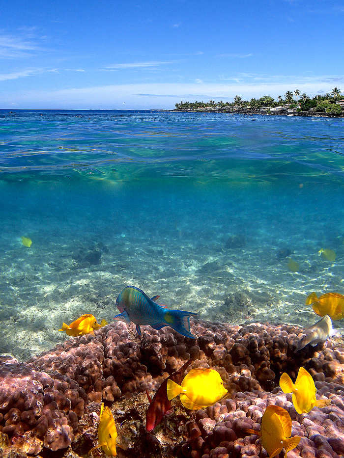 Hawaii Snorkeling at Kahalu'u Beach Park, Big Island WanderWisdom