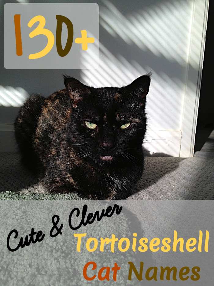 Looking for a name for your tortoiseshell cat? Then look no further than this list of over 130 of them. From names inspired by their color to ones based on their personalities, there are plenty to choose from.