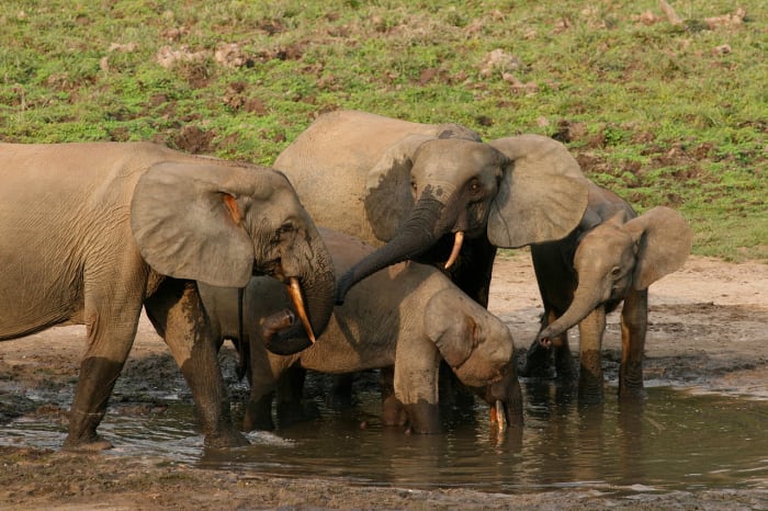 A group of forest elephants at a water hole