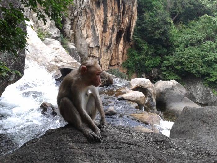 Monkeys are a common sight in Courtallam.