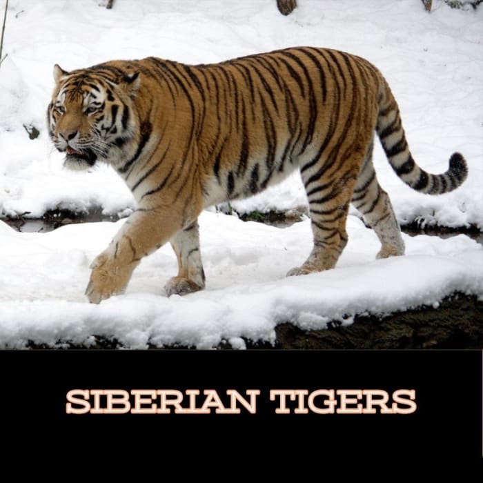  A Siberian Tiger in its natural habitat.