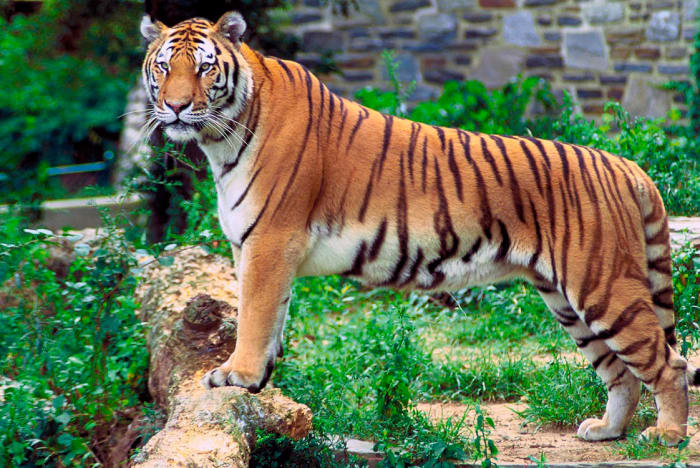 Tamil Nadu, a thriving home for tigers