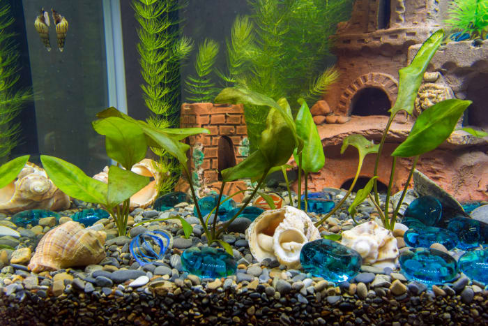 easy and best aquarium plants - pethelpful - by fellow