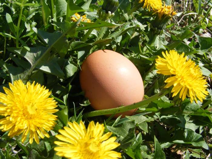 Hens will sometimes lay their eggs in hard-to-reach places. There are tools that can help.