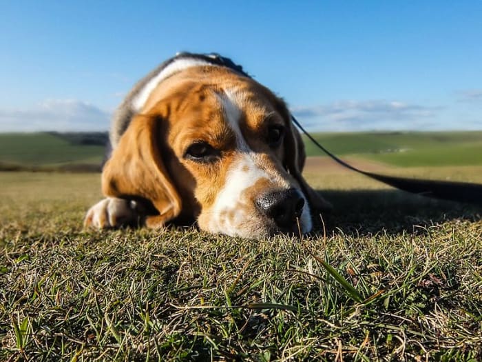 Is your best friend killing your grass?