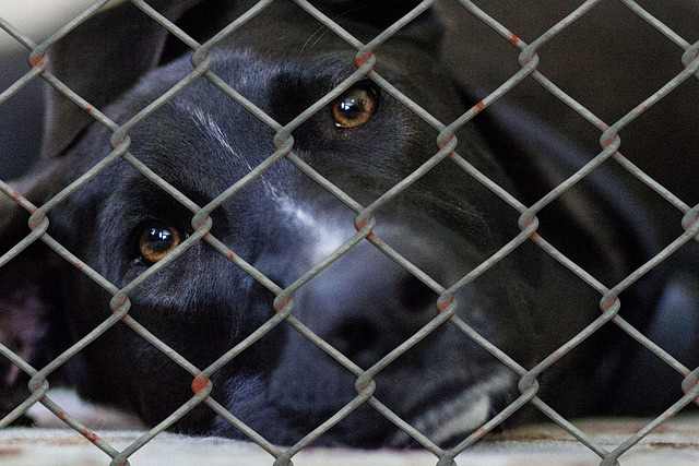 Taking care of a rescue is a big commitment for you to make, but you can have a huge impact on the dog's life.