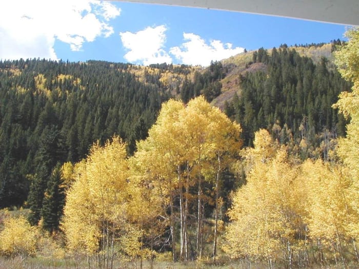 Aspensi in the Fall. Photograph by Tyler Finvold, courtesy of WikiMedia Commons. (Author released into the public domain without restrictions.)