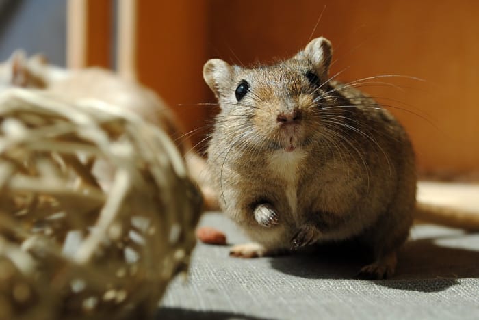 Gerbils are small rodents that love to play. Make sure you learn how to properly care for these wonderful pets.