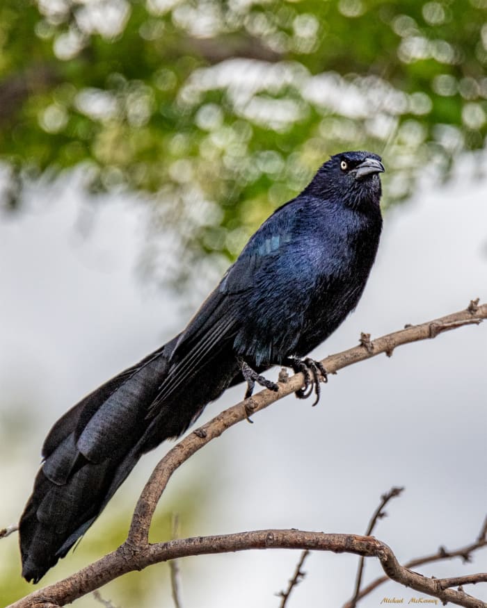 The male great-tailed grackle is iridescent black with piercing yellow eyes. It is a long-legged slender bird with flaired V-shaped tail feathers.