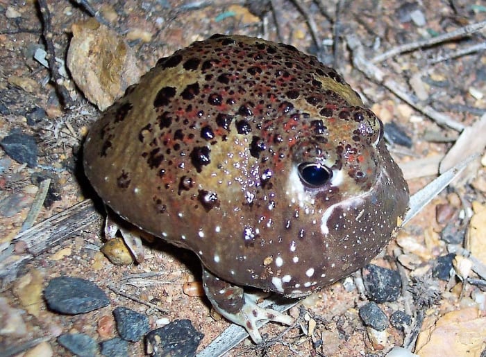 This is a male crucifix frog. Many animals in the species have a bright yellow or lime green background to the cross pattern on their back.