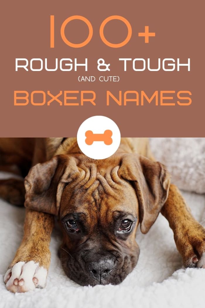 boxer puppy names