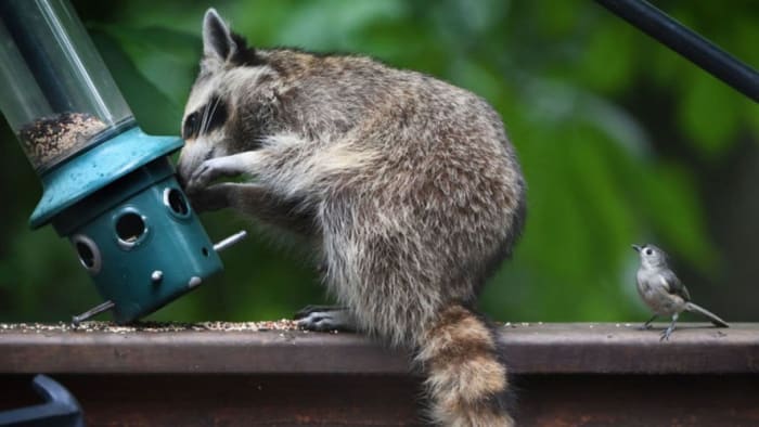 Raccoons are hard to outsmart, as anyone who has ever had dealings with them can attest. When it comes to intelligent animals, they rank right up there with dogs. This little bird seems to be waiting its turn at the birdfeeder.