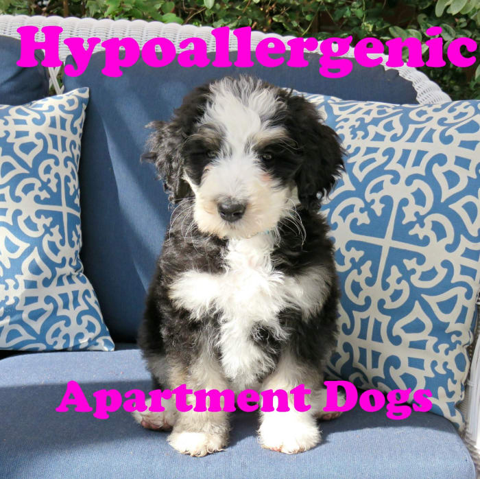 Some Poodle crosses, like the Bernodoodle, can do well in apartments.