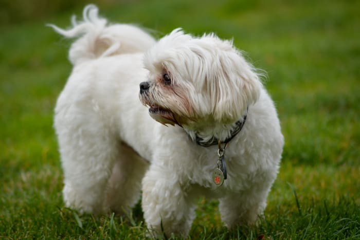 Finding the Right Collar for Your Puppy