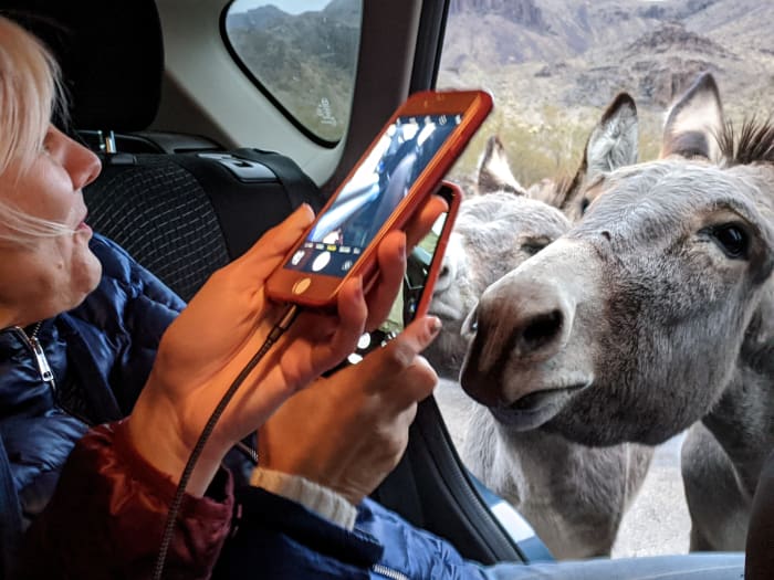 A couple of burros checking out the back seat while my wife and daughter take pictures.