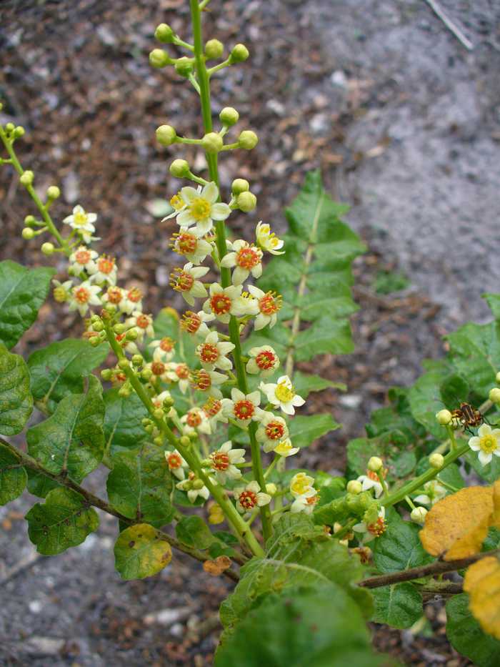 Boswellia sacra—This tree in the Boswellia family produces large quantities of the precious frankincense oil.