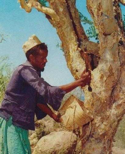 A Somalian man collects the resin to extract frankincense oil from.
