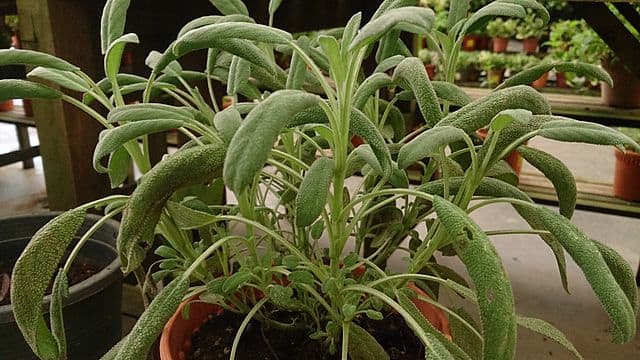 Sage