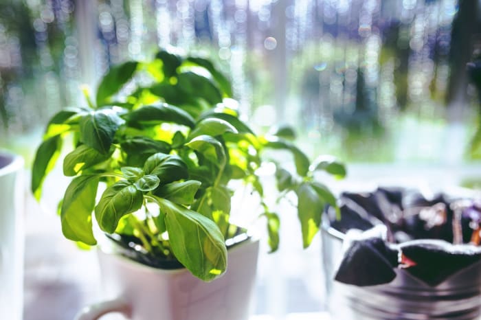 The liquids from basil leaves mixed with some lime juice can be applied to your skin for a fairer complexion.